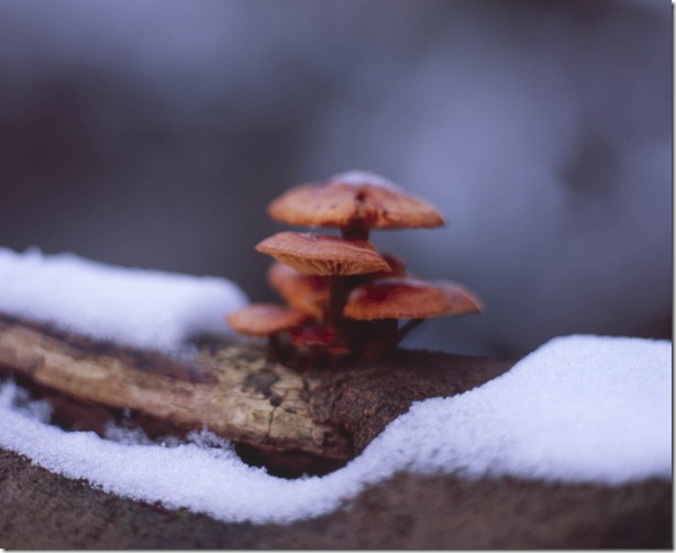 Siebenm&uuml;hlental Pilz Kopie