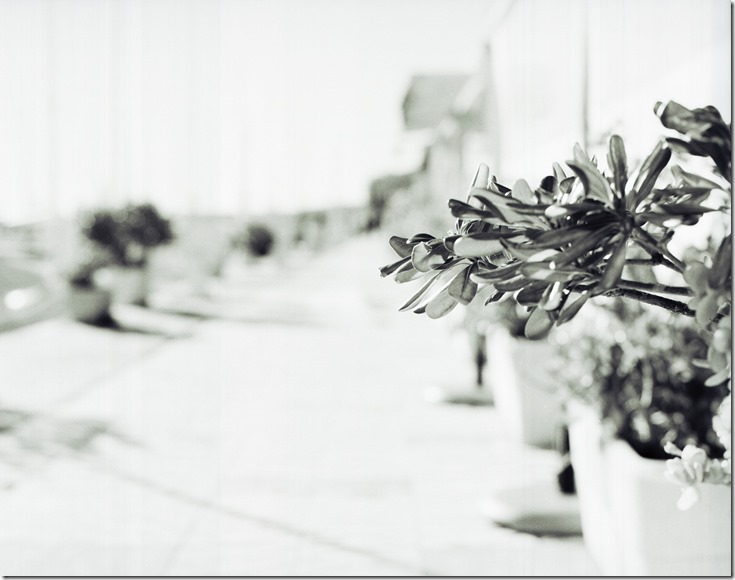 IR Blume in Stra&szlig;e BW 3200