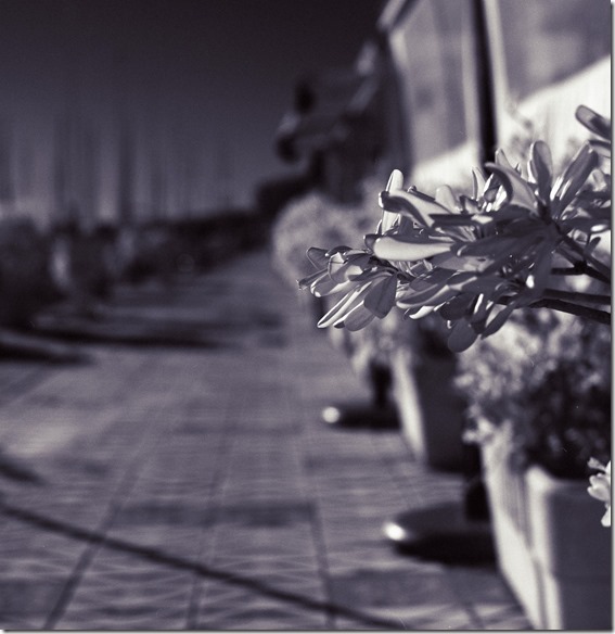 IR Pflanze am Weg BW 3200