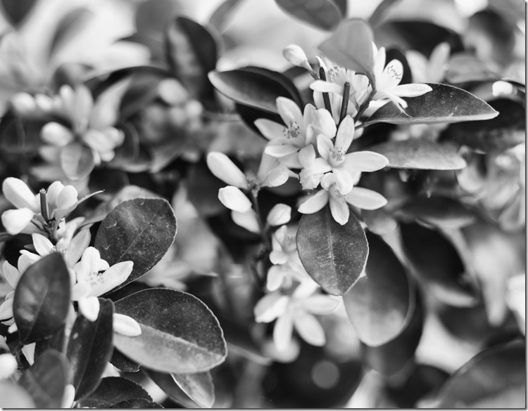 Mandarine Rollei 100 New BW 2400