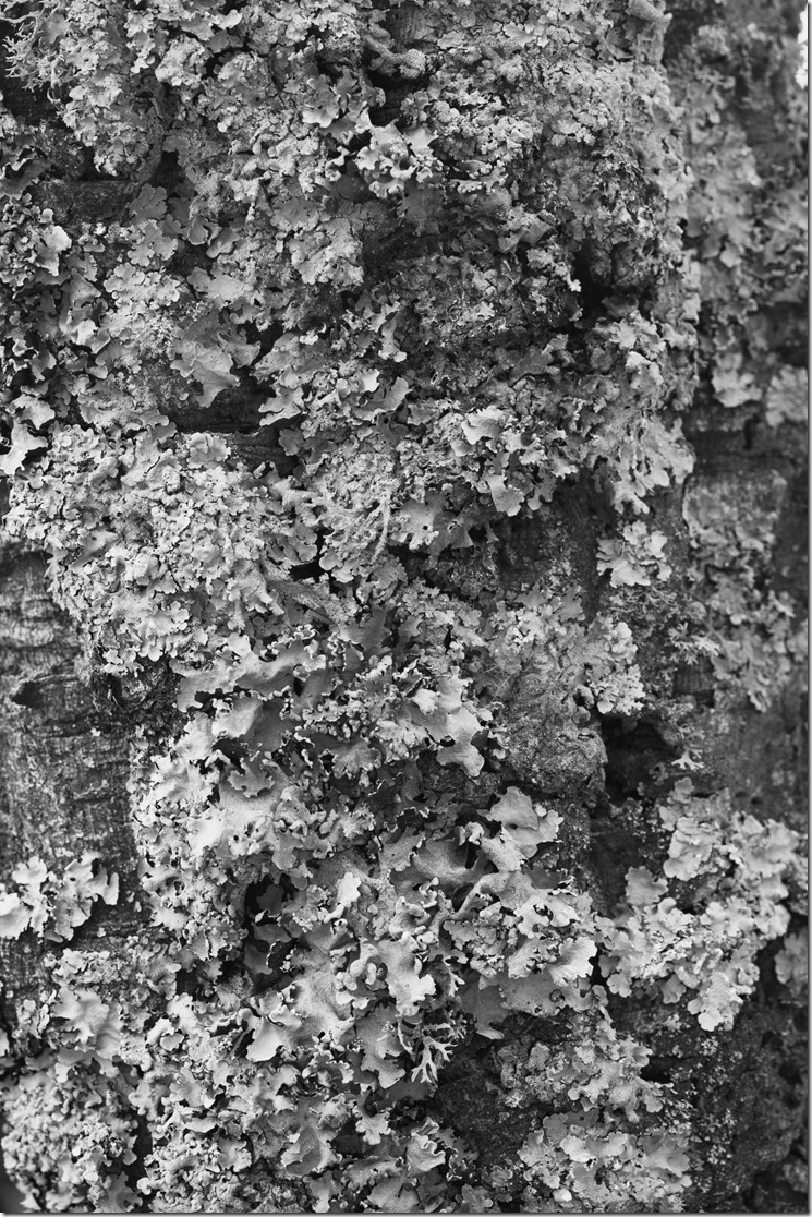 Lichen 2 BW 2400