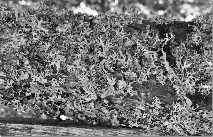 Lichen BW 2400