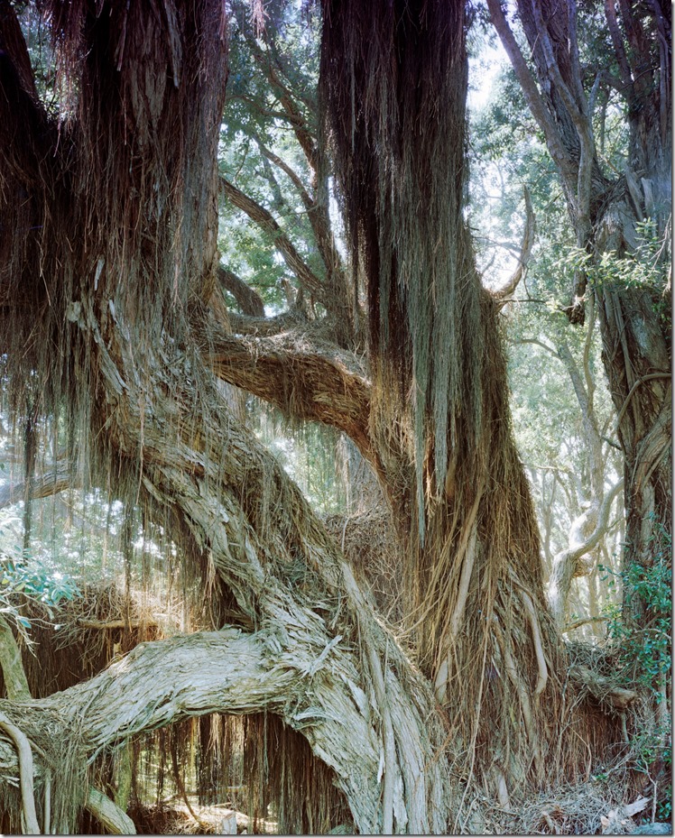 Banyan Tree in Sun C 3200 (Andere)