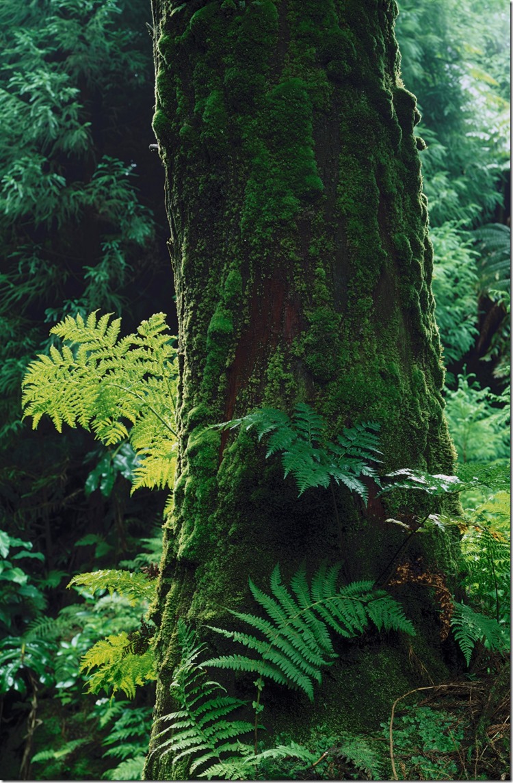 Green Tree High Aperture DIA 3200 (Andere)