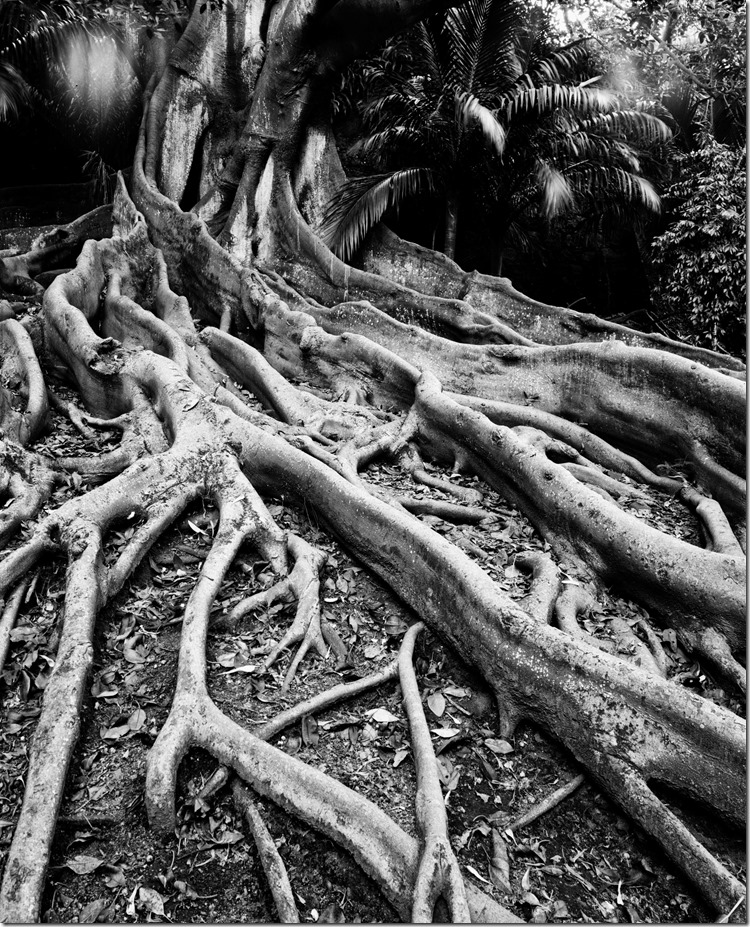 Gum Tree BW 3200 (Andere)