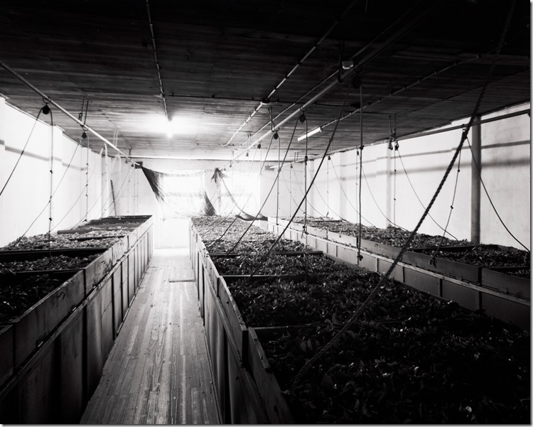 Inside Tea Factory BW 3200 (Andere)