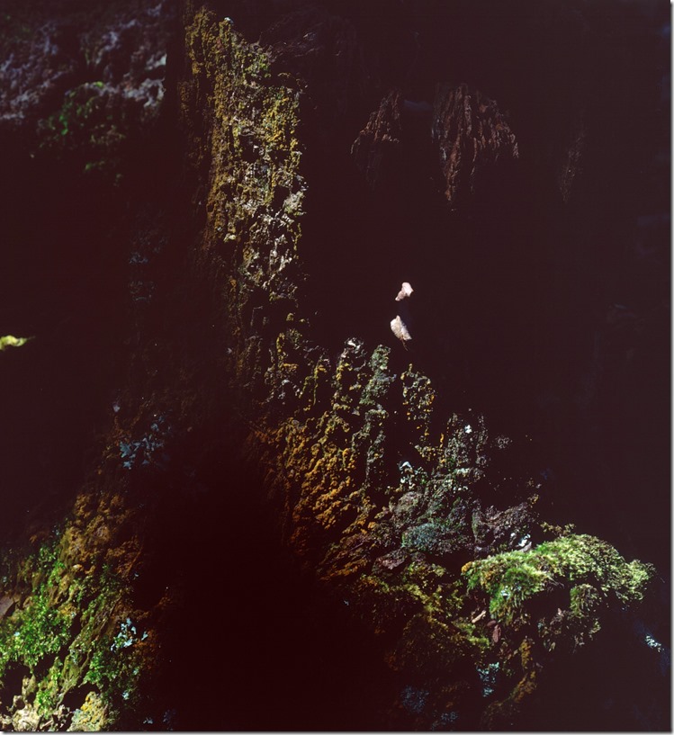 Tree Stump 2 DIA 3200 (Andere)