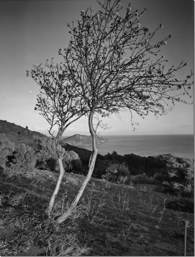 Baum Cadaques