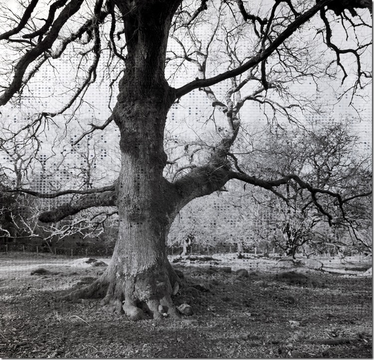 Lake District Oak 2 BW 2400 (Andere)