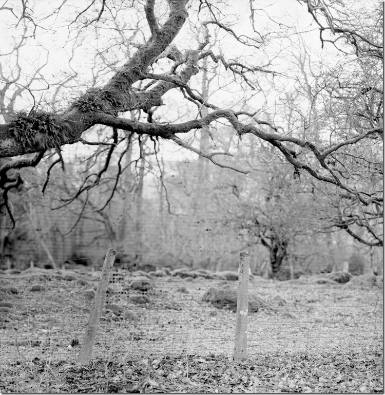 Lake District Oak BW 2400 (Andere)