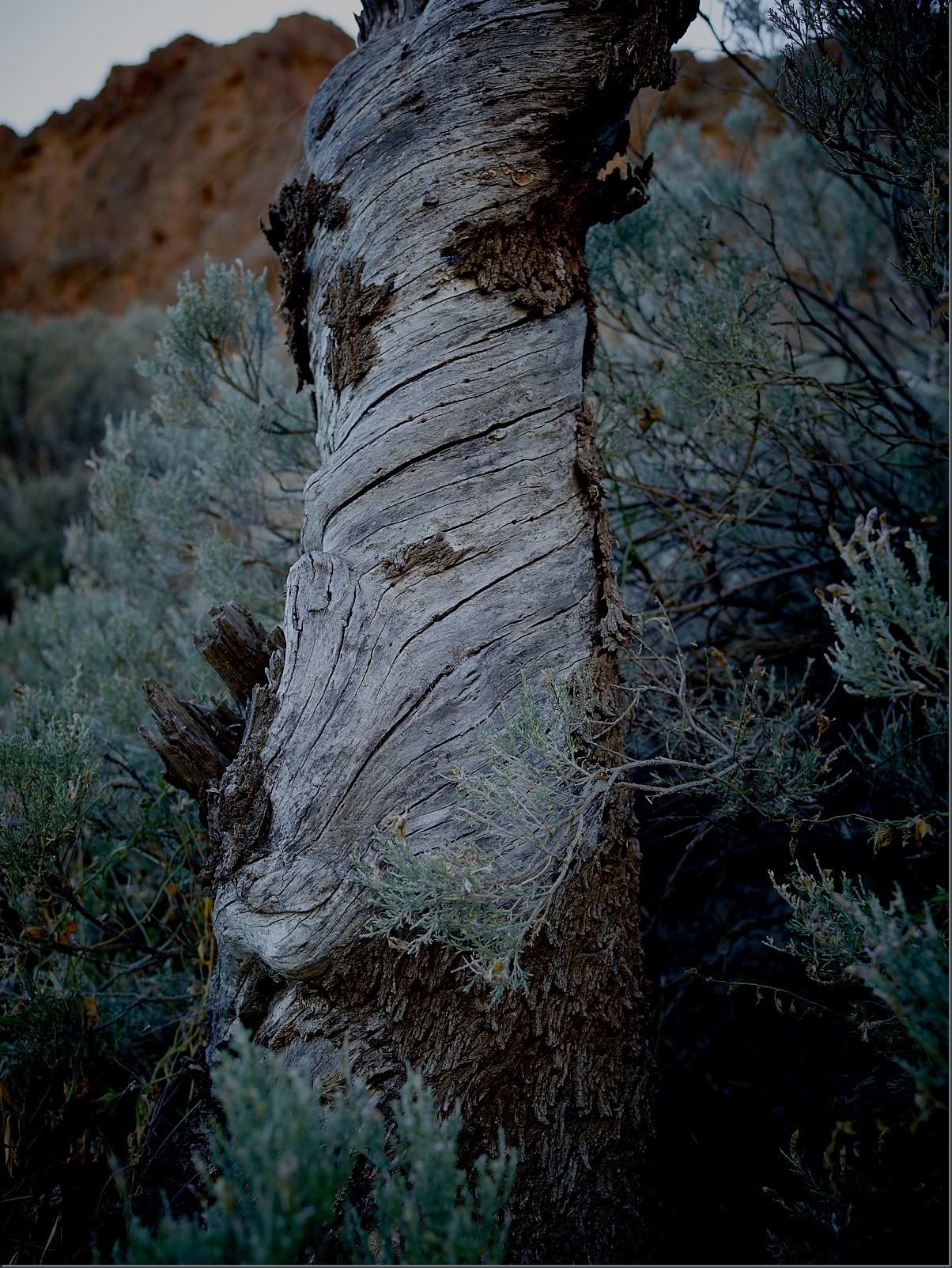 Gnarly Tree With Bark