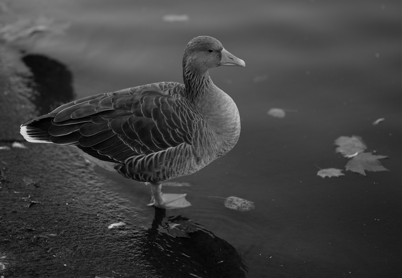 Geese in the&nbsp;park