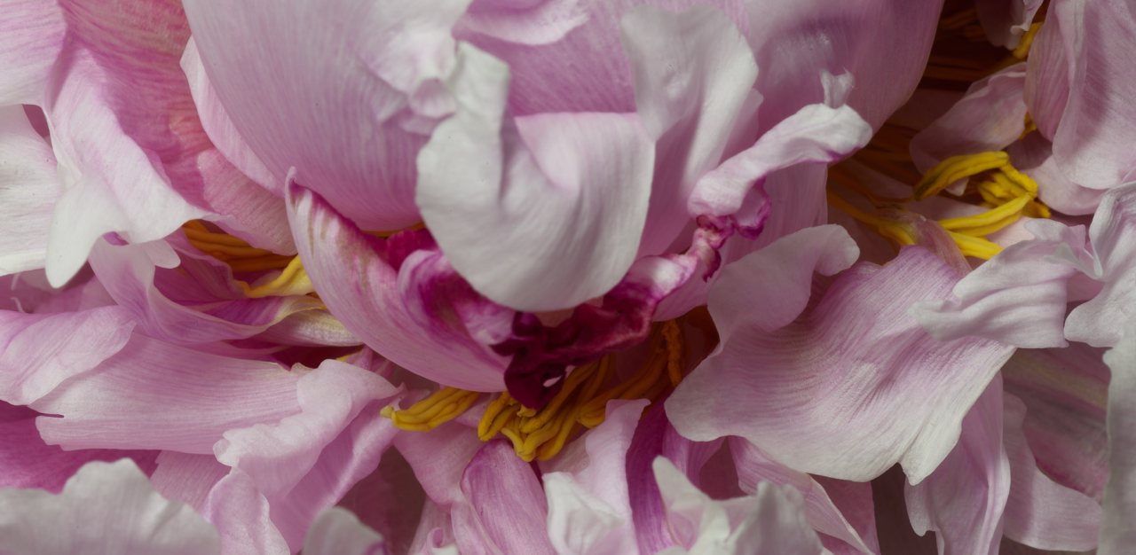 A study on&nbsp;flowers